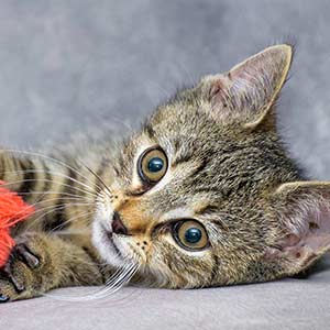 Prescription Refill Request