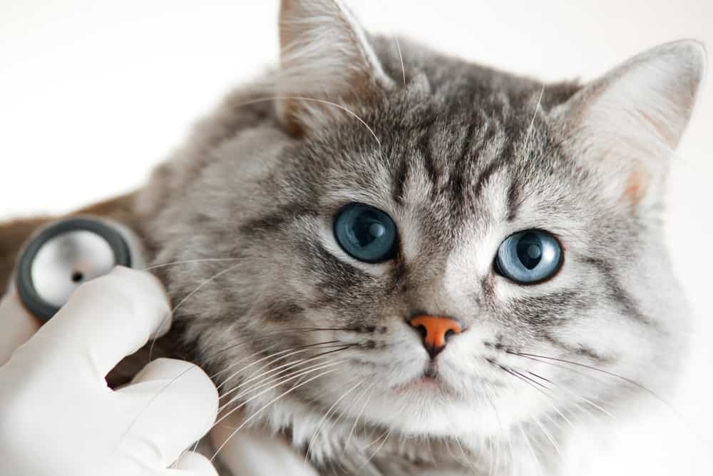 Cat getting routine exam and testing.