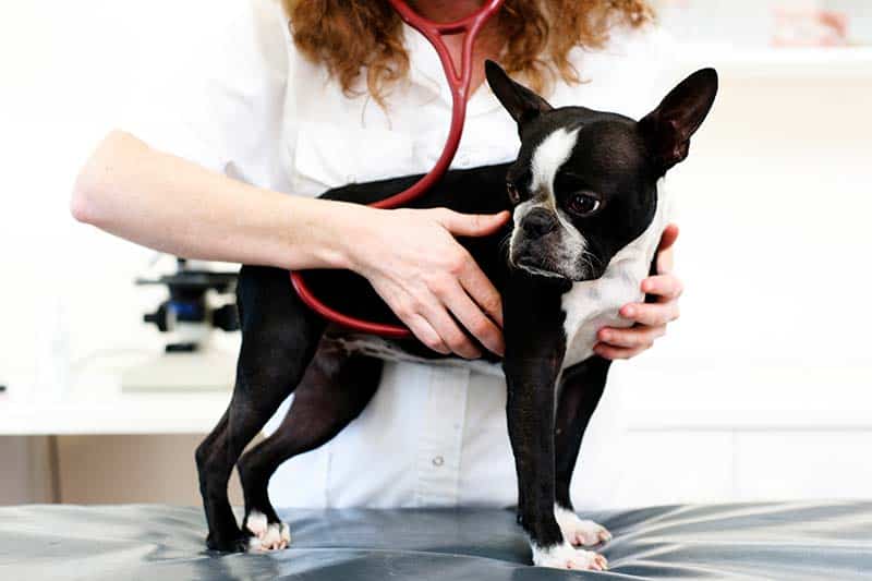 Auburn, CA dog getting examined by a vet.