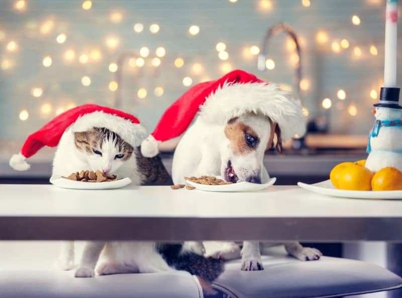 Auburn, CA dog and cat enjoying a holiday meal.