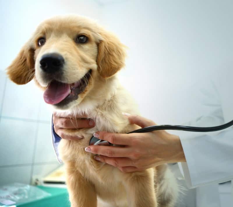 Auburn, CA dog getting a wellness exam.