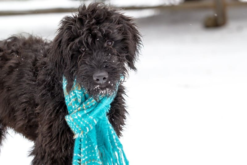 Black dog wearing blue scarf in the snow.