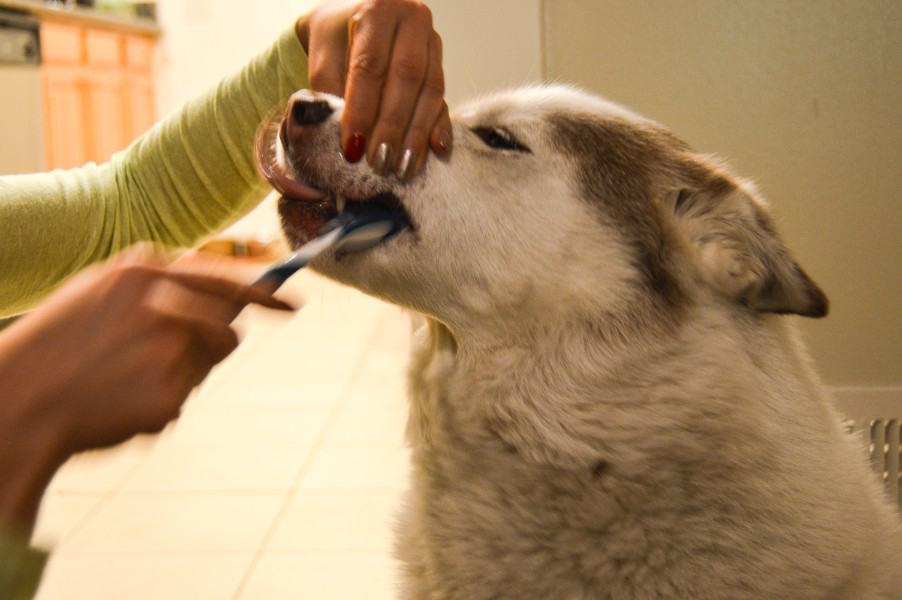 Dog getting their teeth brushed.