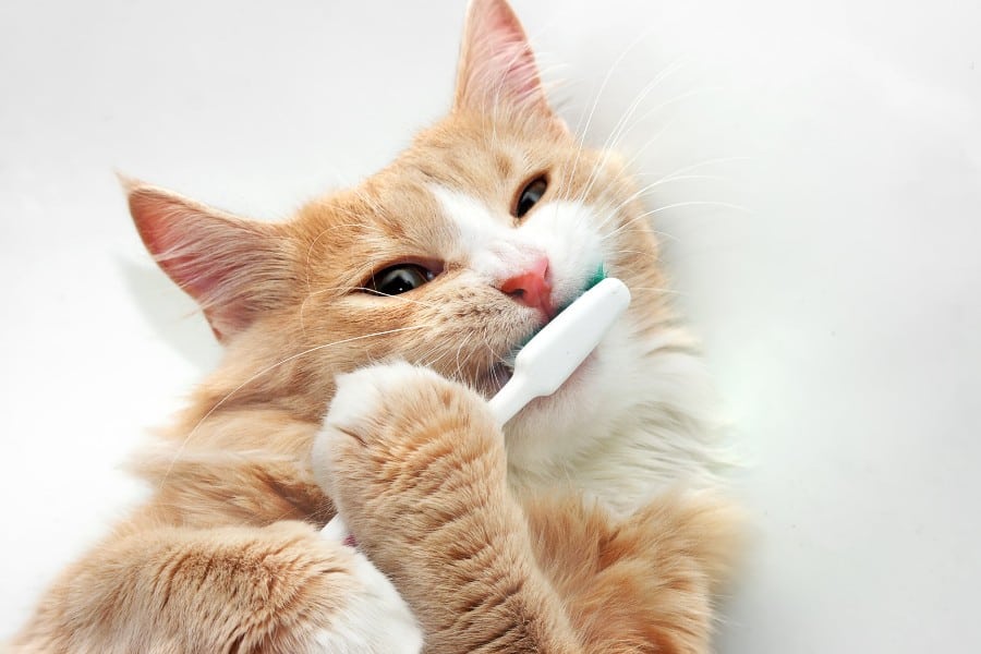 Cat with toothbrush.