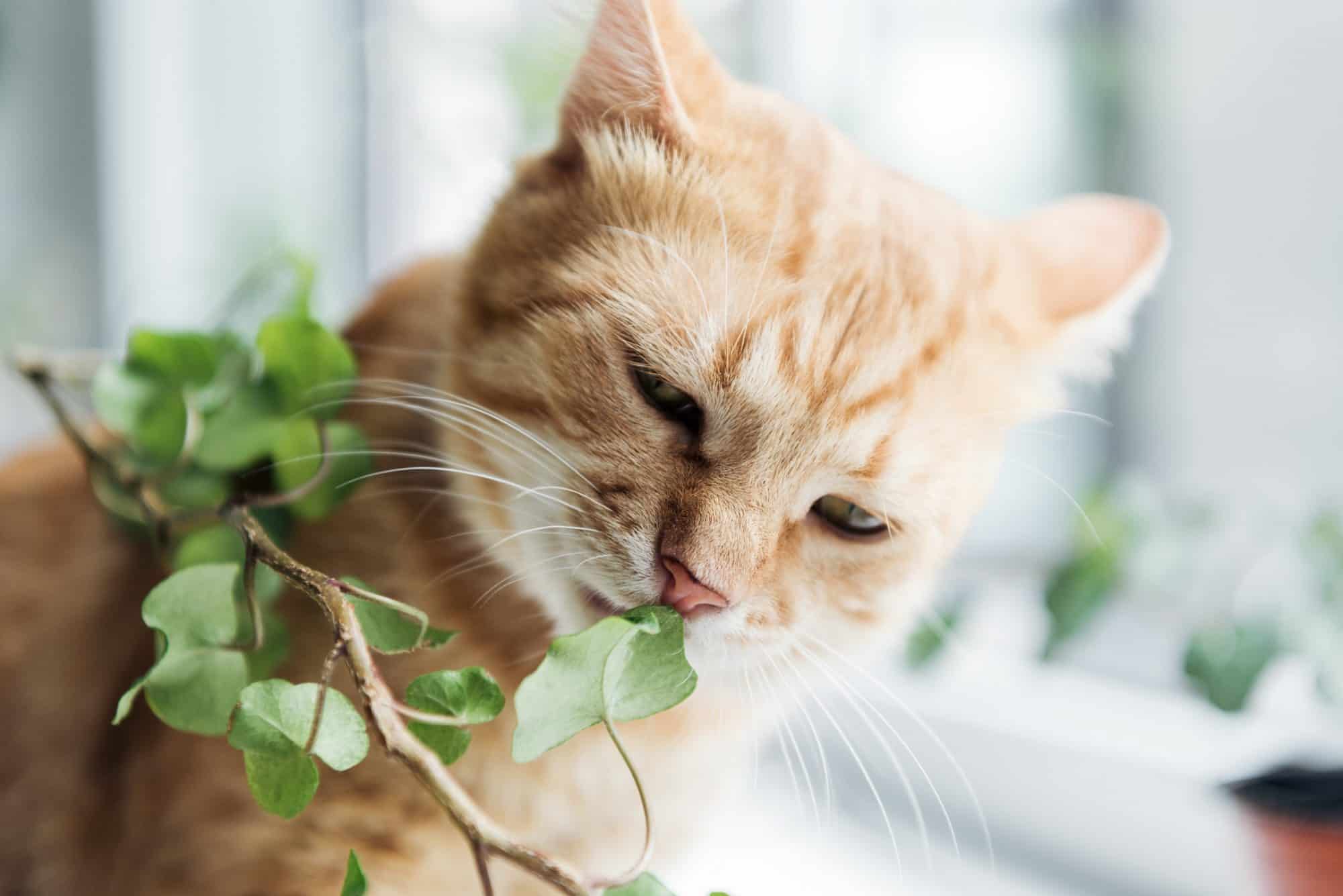 Cat investigating houseplant.