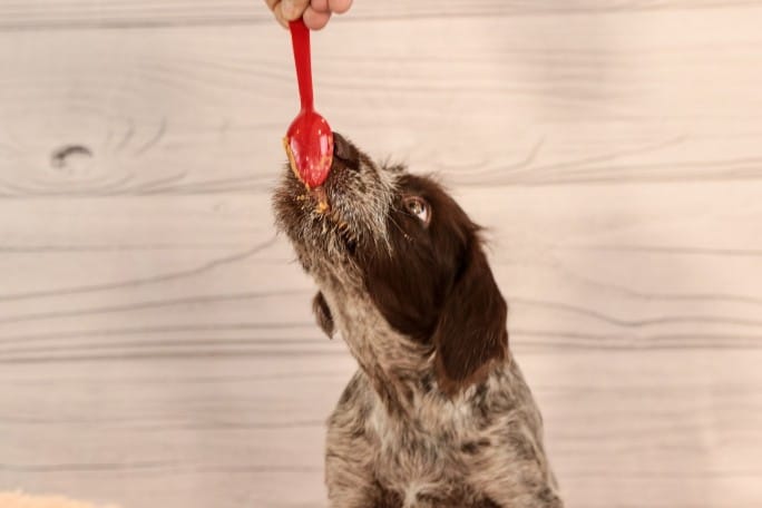 Dog eating peanut butter without Xylitol