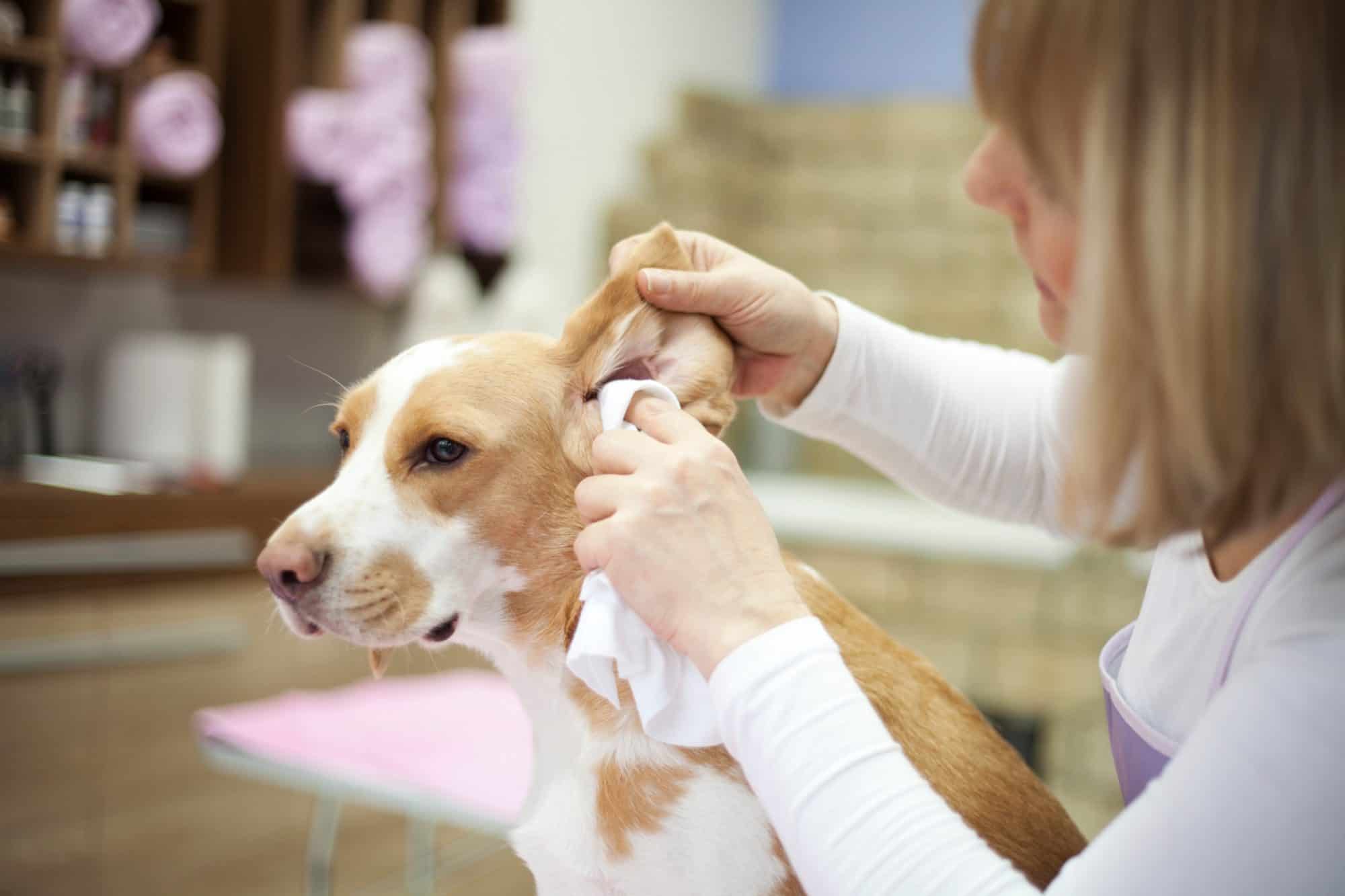 Auburn, CA dog getting ear examined.