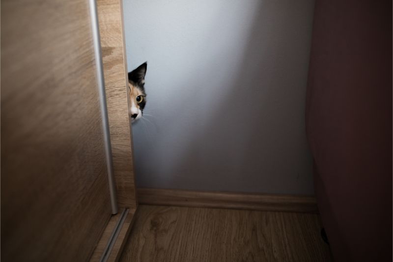 Anxious cat hiding behind a door.