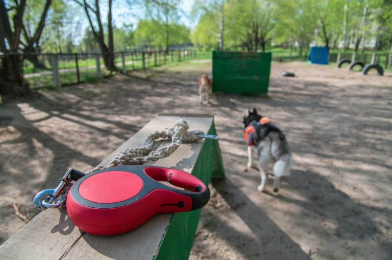 Dog on retractable leash.