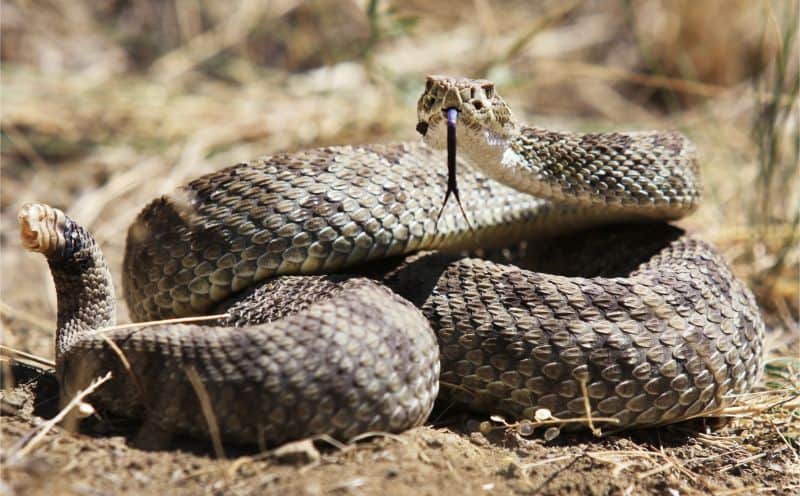 Rattlesnake closeup.