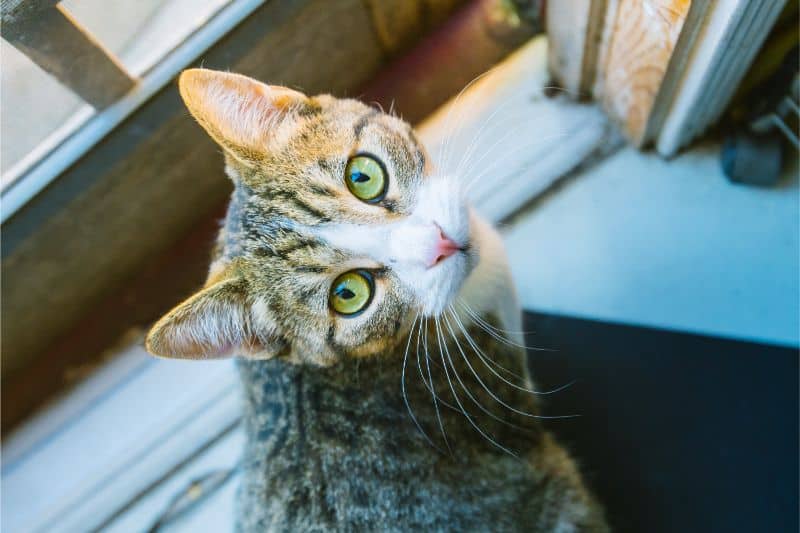 Cat with green eyes looking up.