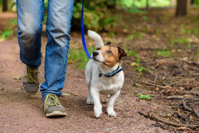 Auburn, CA dog walking etiquette