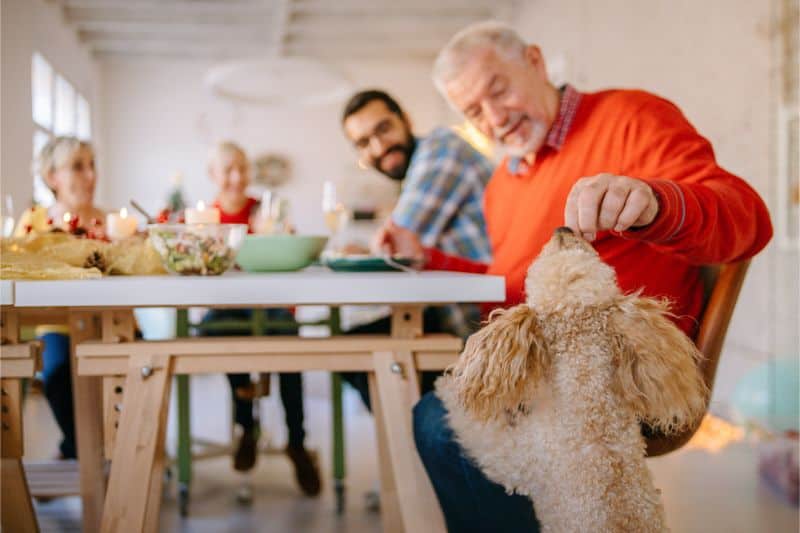 Auburn, CA dog having a pet friendly Thanksgiving.