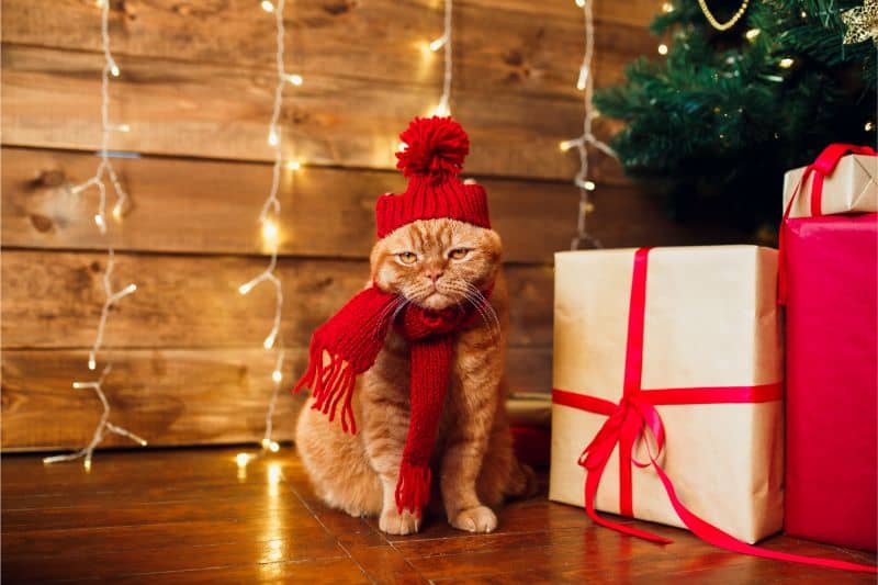 Auburn, CA cat getting in the holiday spirit.