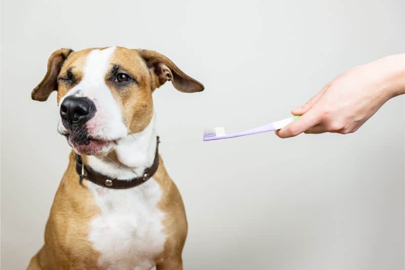 Dog waiting to have his teeth brushed.