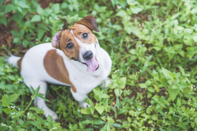 Dog in a pet-safe garden.