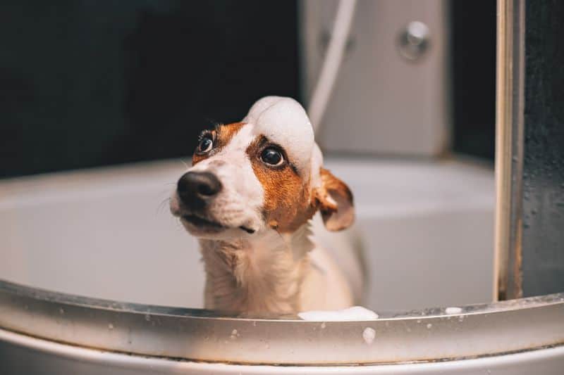 Auburn, CA dog in bath.