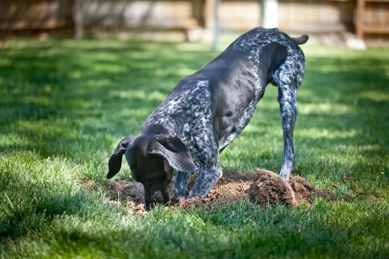 An Auburn, CA dog digging in the grass.