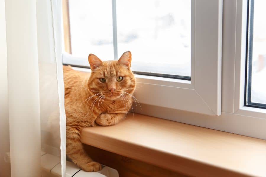 Auburn, CA sitting on window sill.