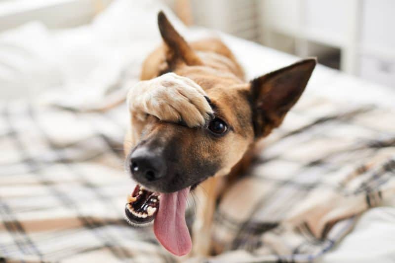 Dog with paw over their face.
