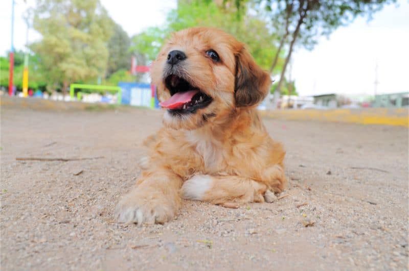 Puppy outside in the sand.
