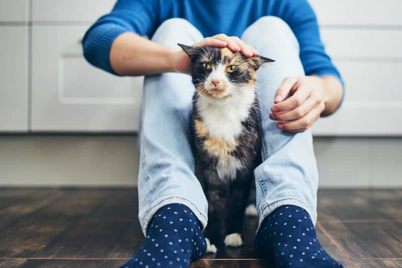 Auburn, CA cat sitting between owners feet.