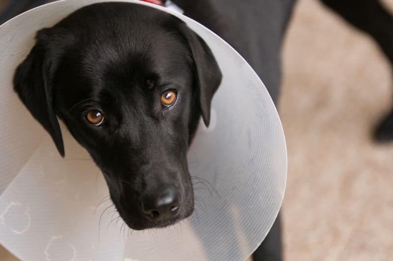 Auburn, CA dog after surgery