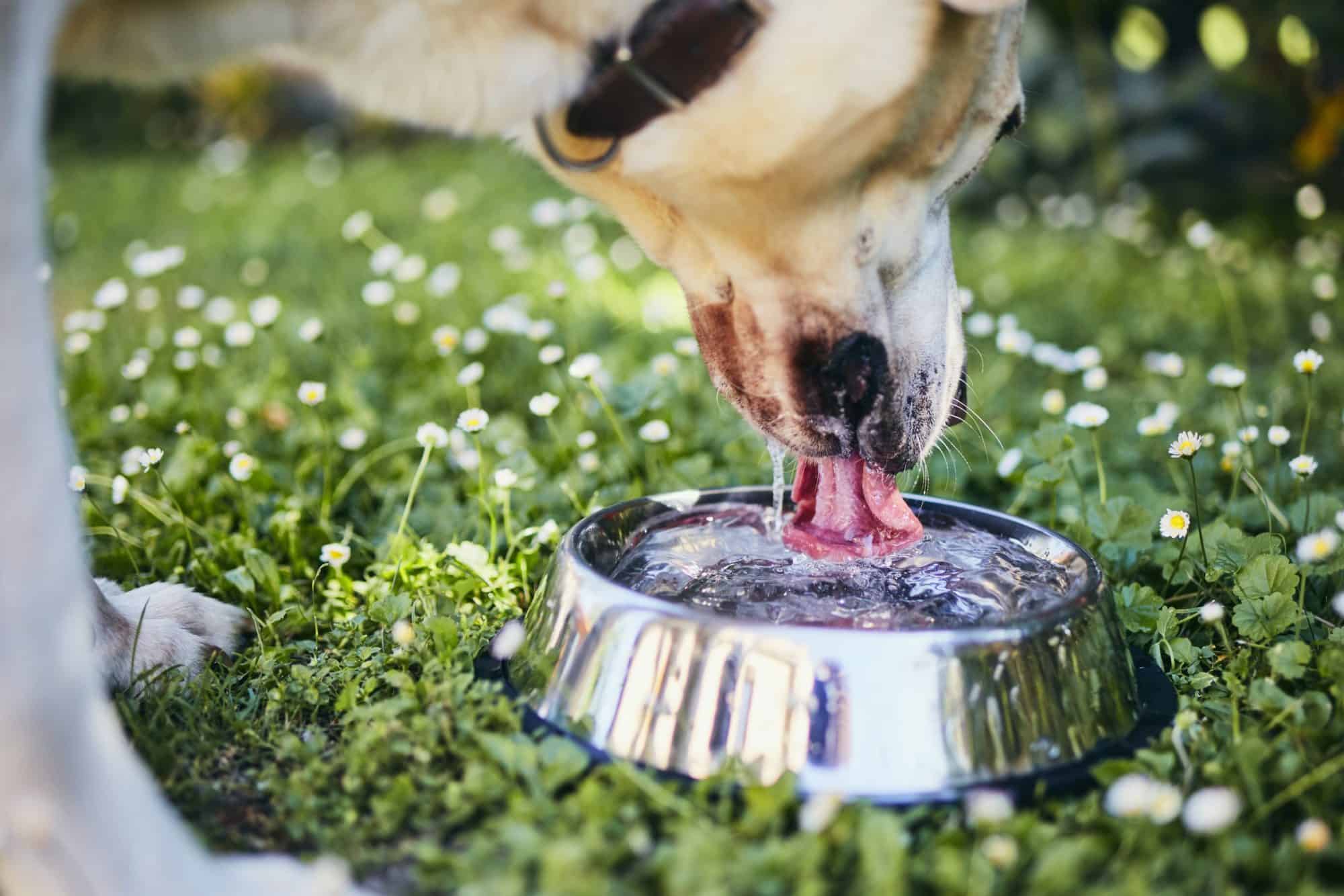Thirsty dog in hot summer day. Labrador retriever drinking water from metal bowl.