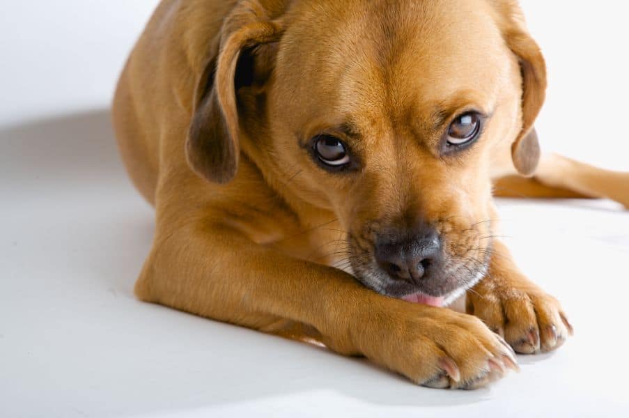 what causes yeast infections in dogs paws