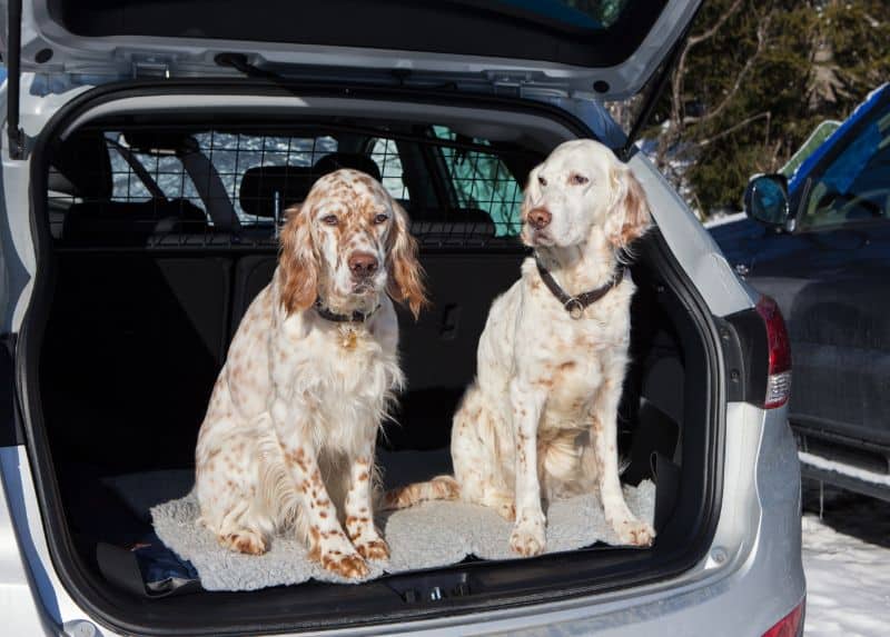 Auburn CA safe dogs in car