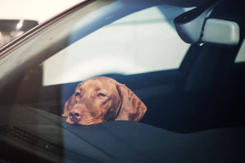 Dog waiting for vet appointment