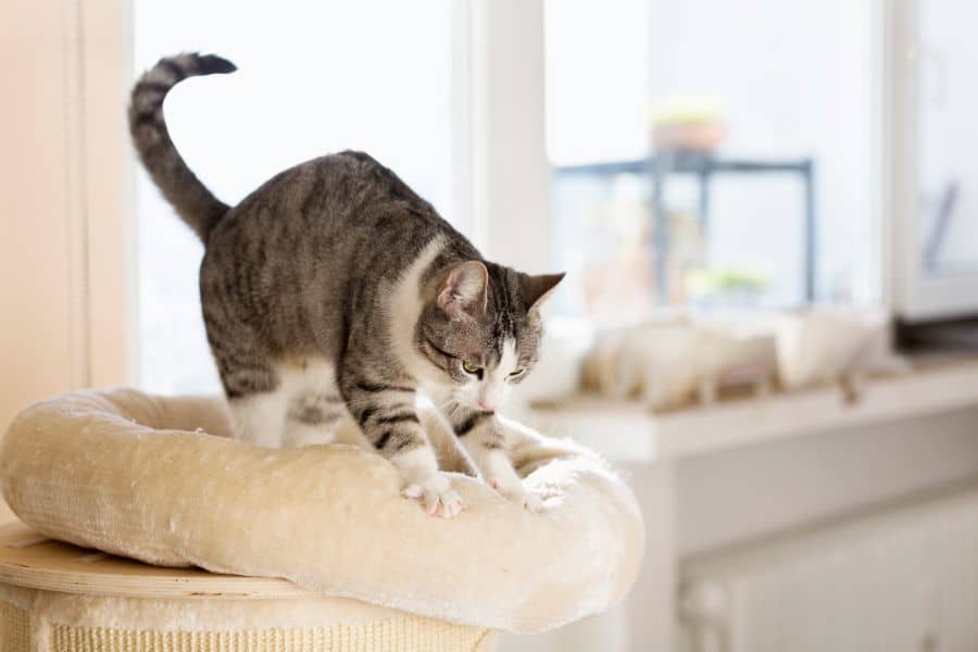 A cat kneading.