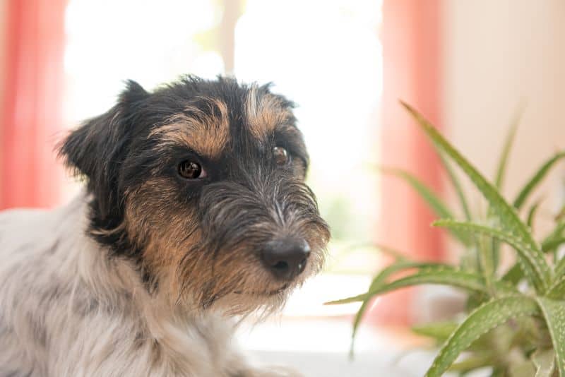 A dog sniffs an indoor plant.