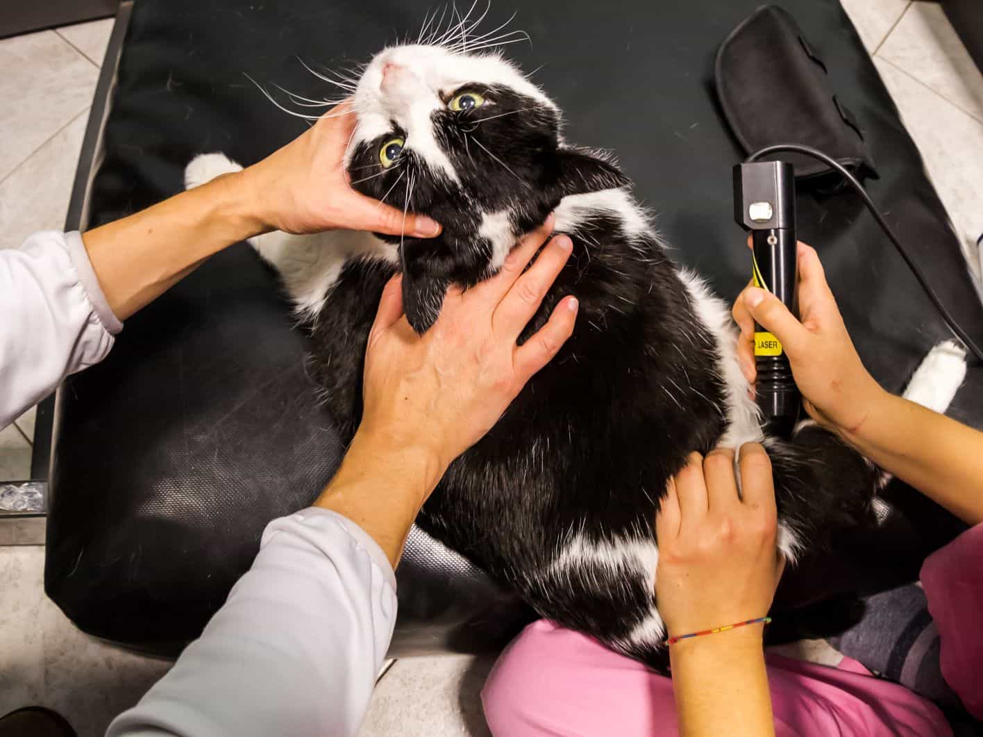 A cat gets cold laser therapy.