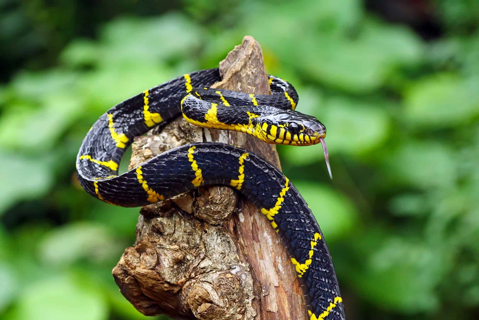 A snake on a tree branch.