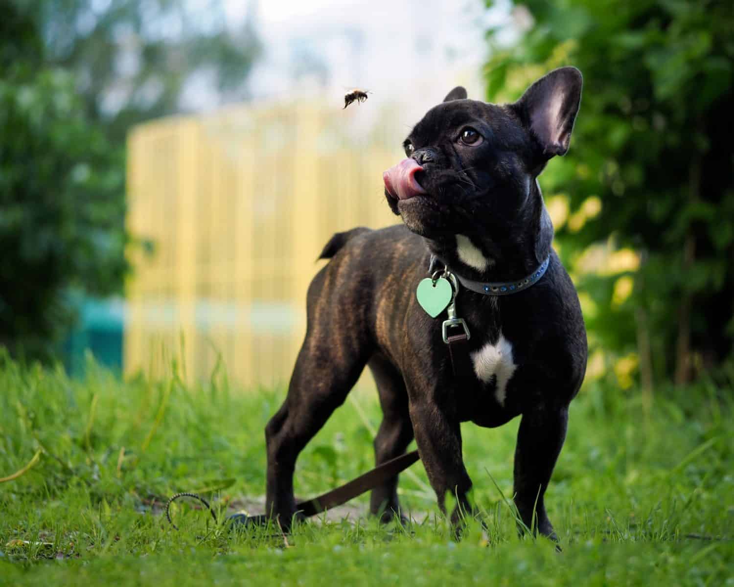 My Dog Ate a Fly! Is It Safe? Bowman Veterinary Hospital Bowman