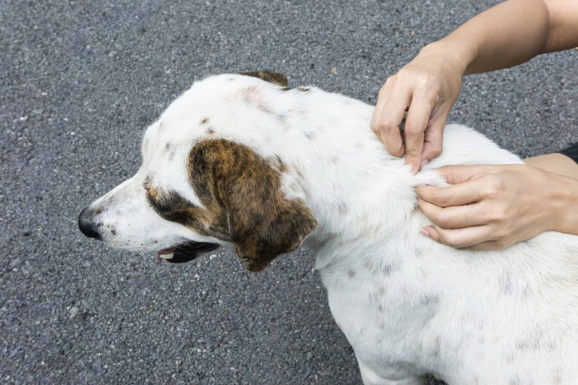 Auburn, CA dog getting tick removed.