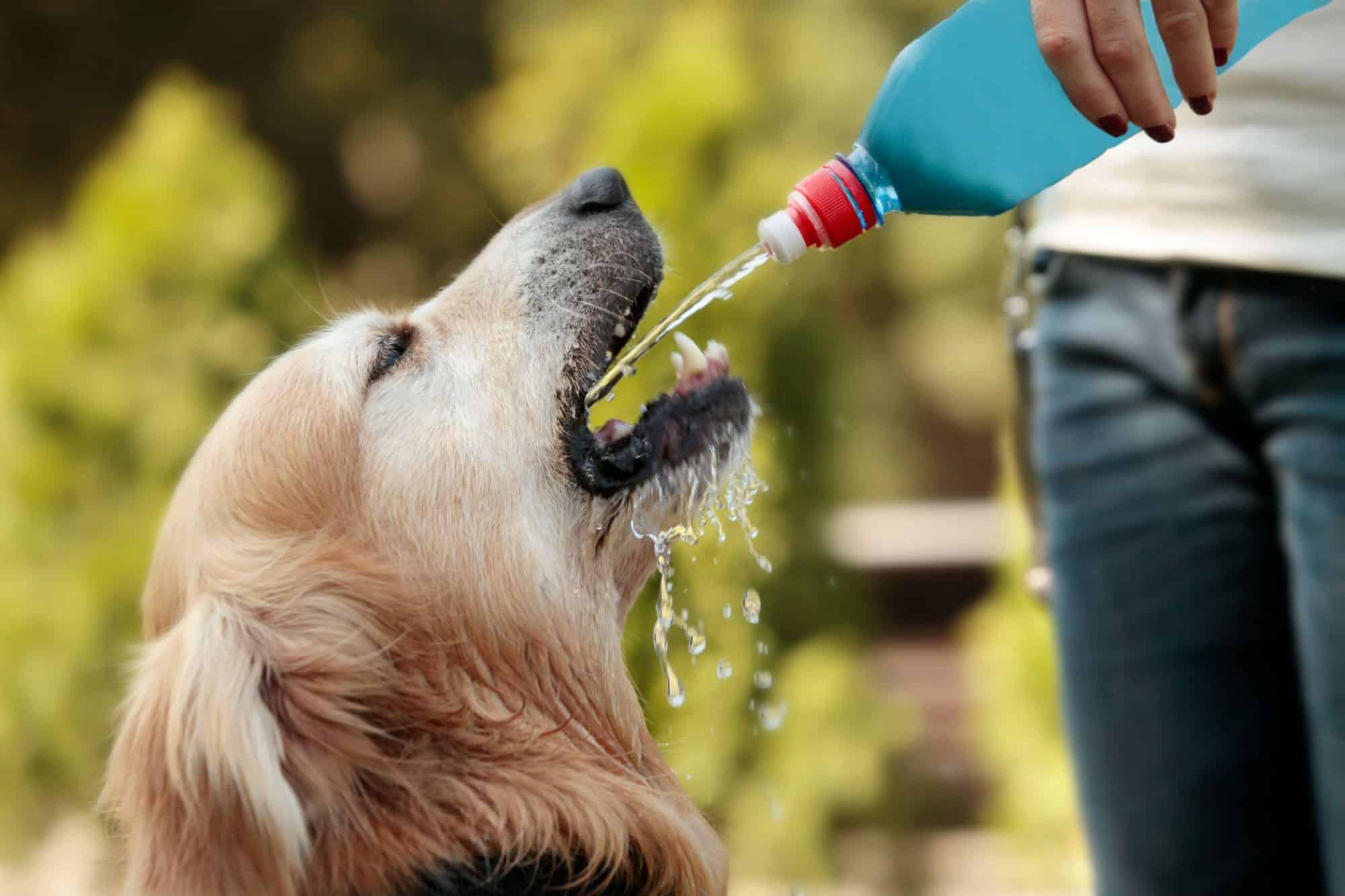 A dog drinking water outdoors.