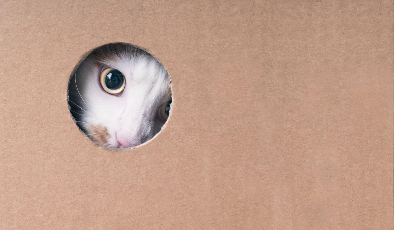 Make Your Indoor Cat Happy; Build a Catio Bowman Veterinary Hospital