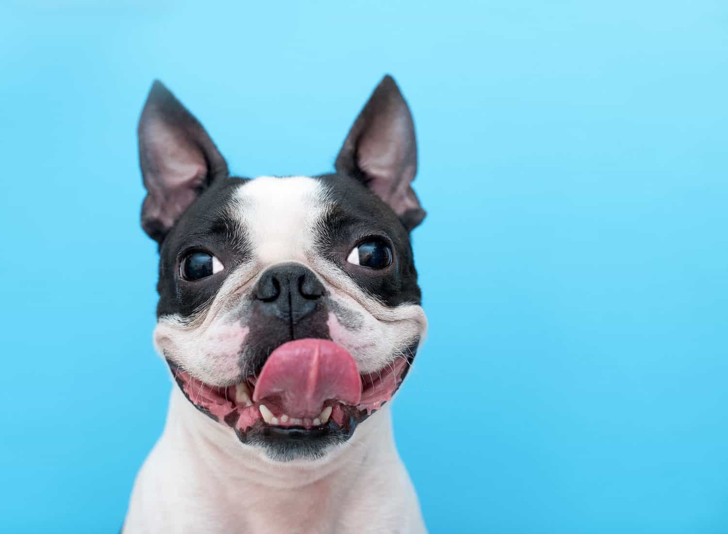 Dog Wellness Care Or How Hoomans Should Do Their Doggos Right 