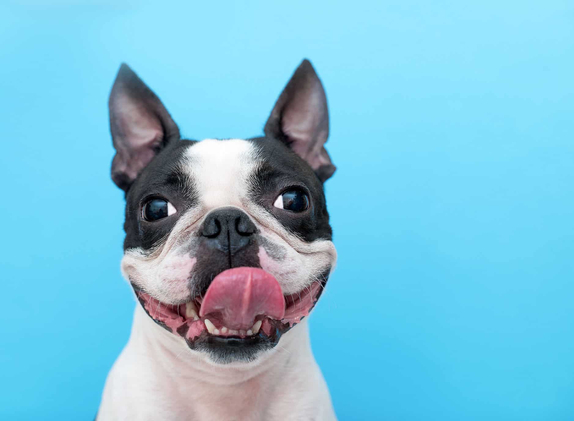 Dog wellness.