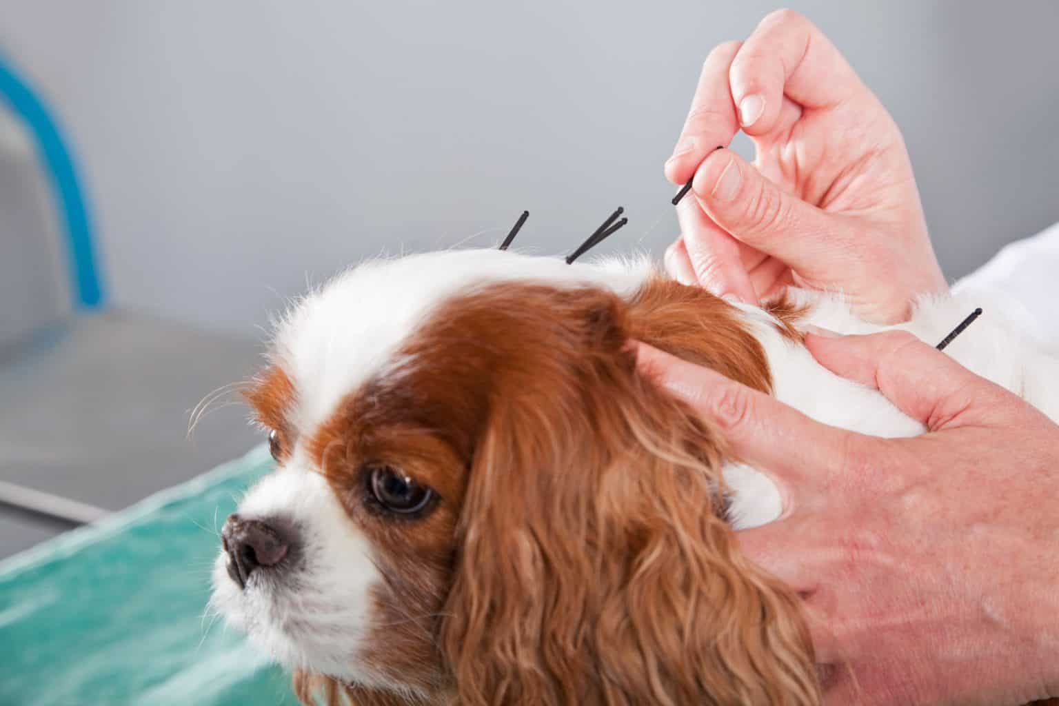 Pet Acupuncture Does It Work Bowman Veterinary Hospital Bowman 