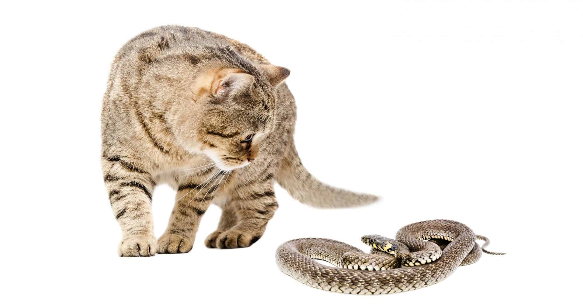 Auburn cat and snake.