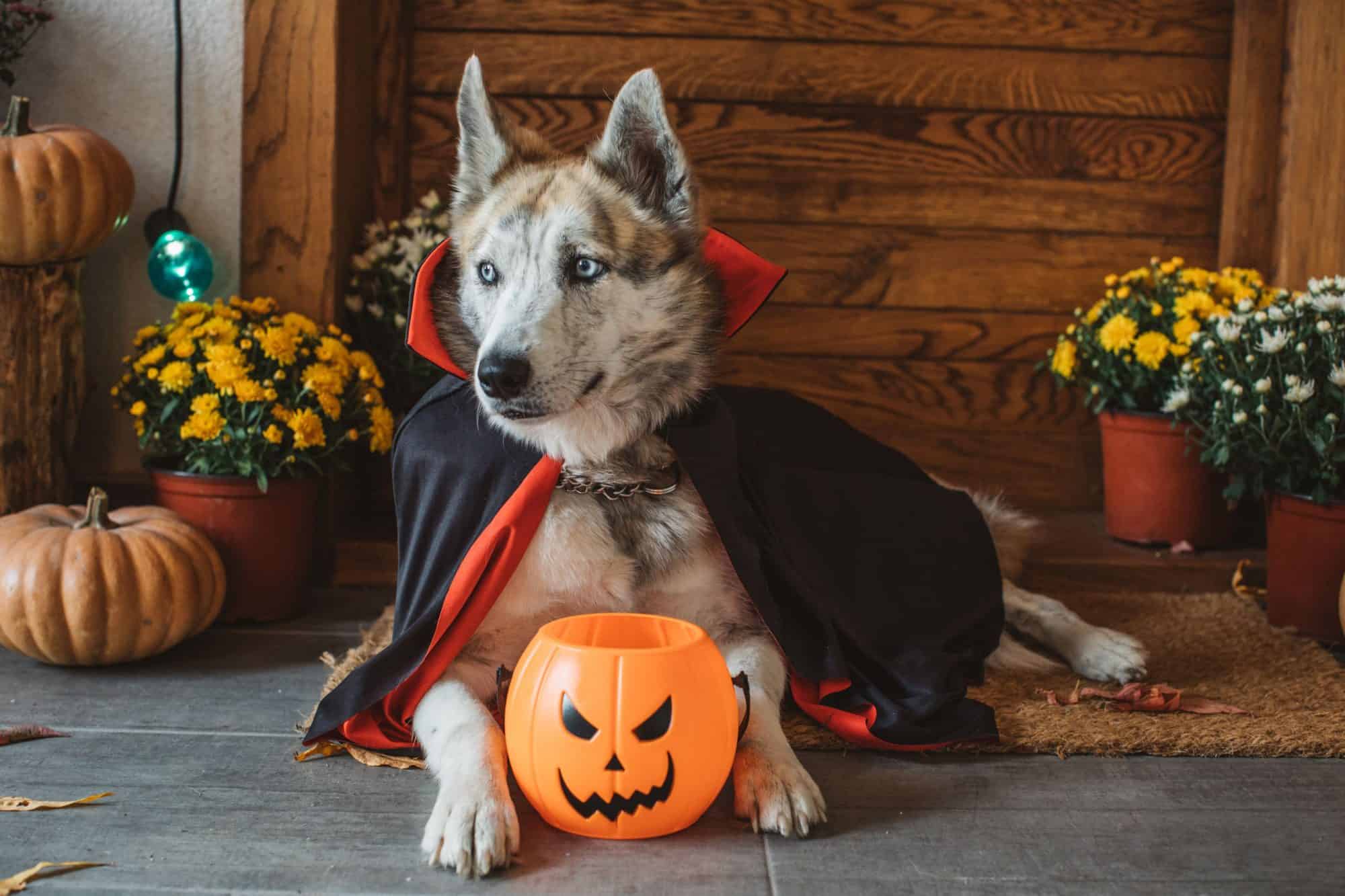 Auburn dog in Halloween costume.