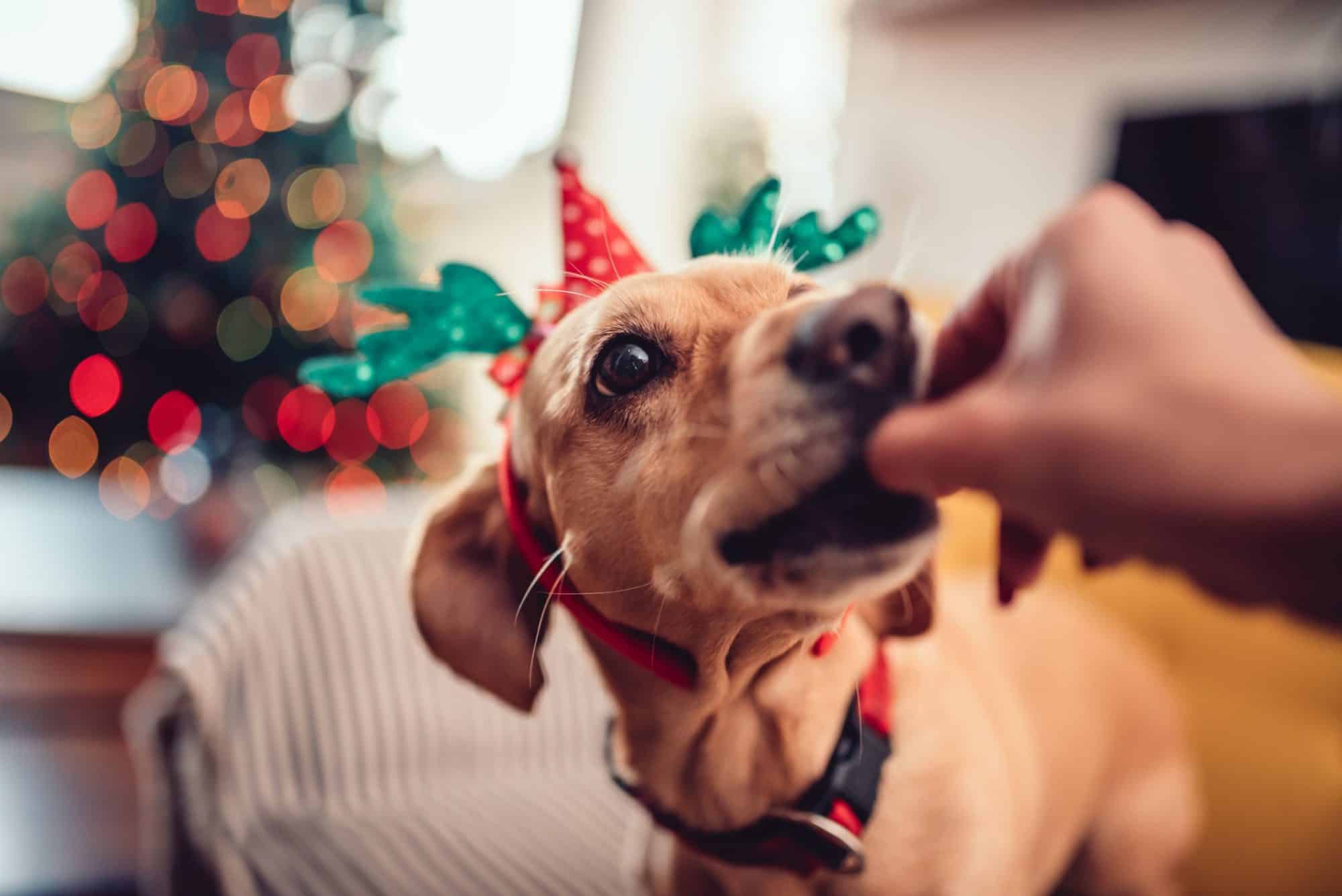 Holiday pet snacks.