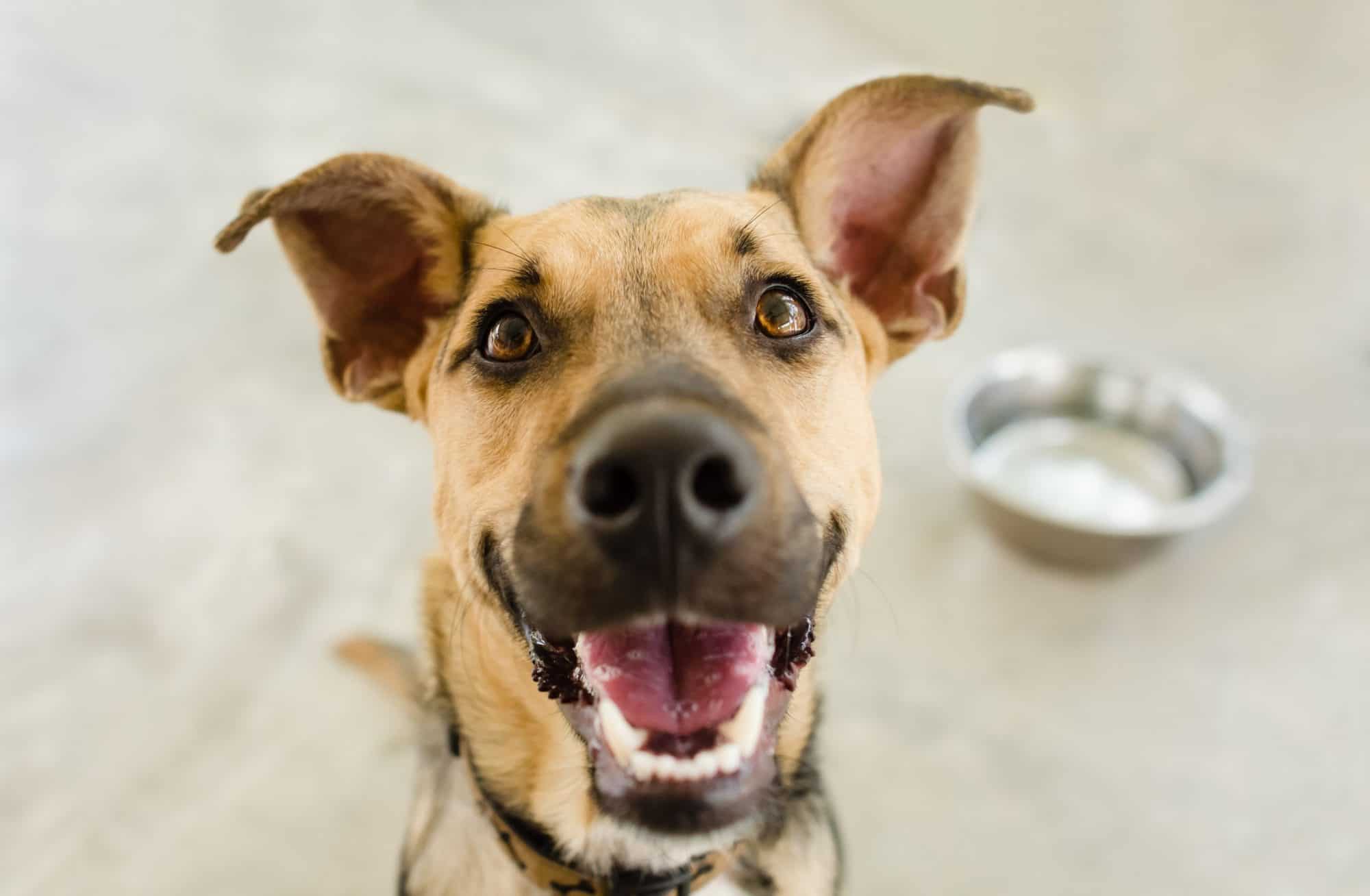 Shelter pet adoption.