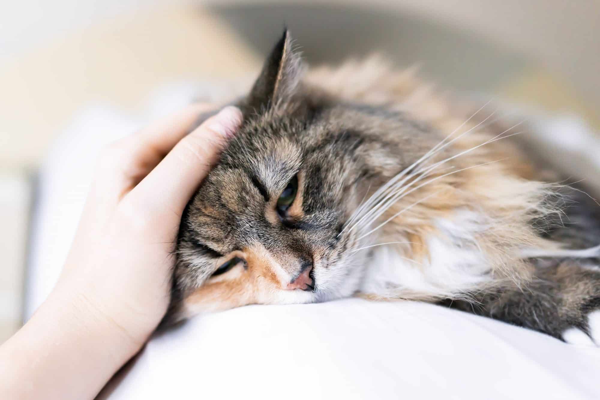Pet pain management.