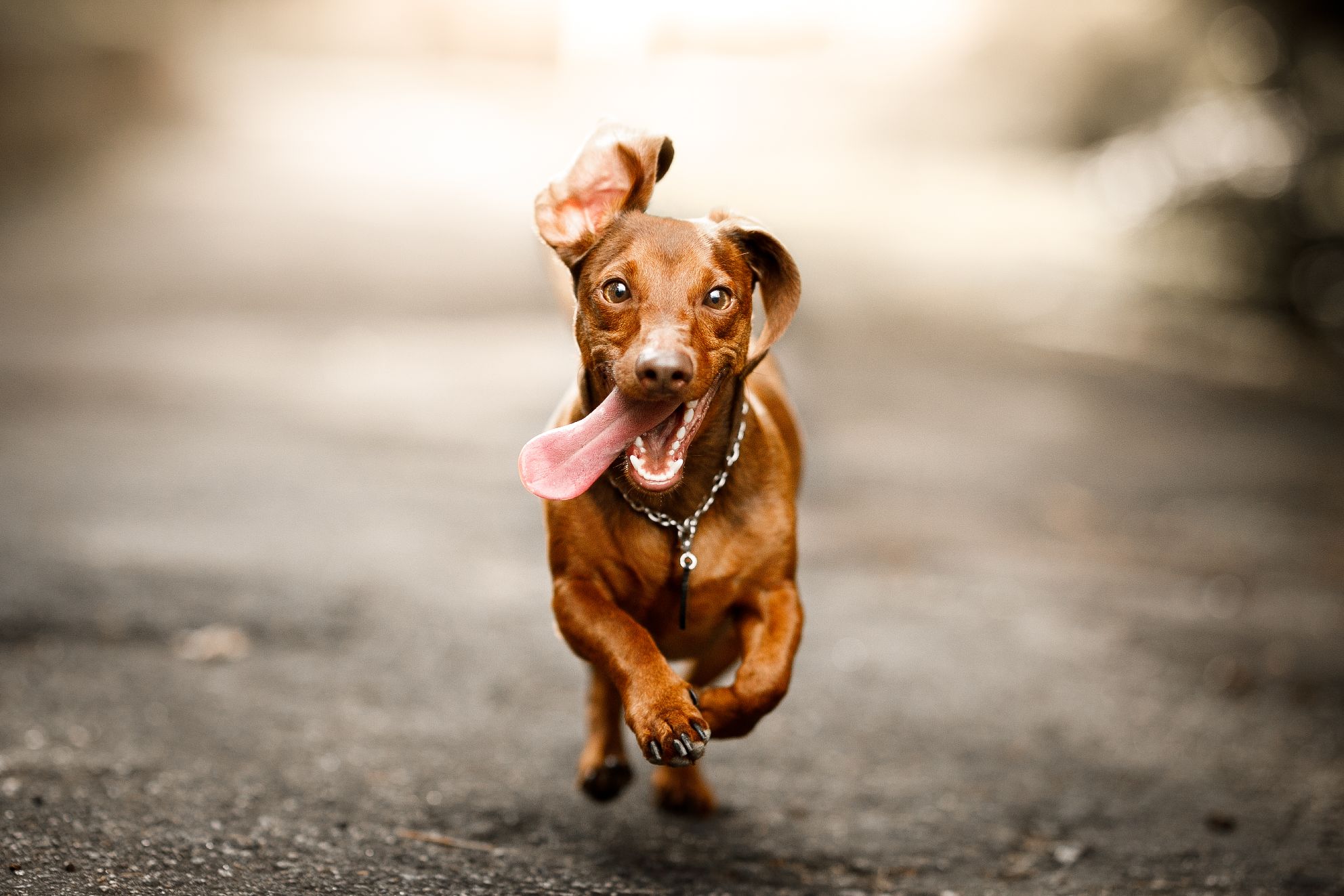 A dog releasing pent up energy with a burst of the zoomies.