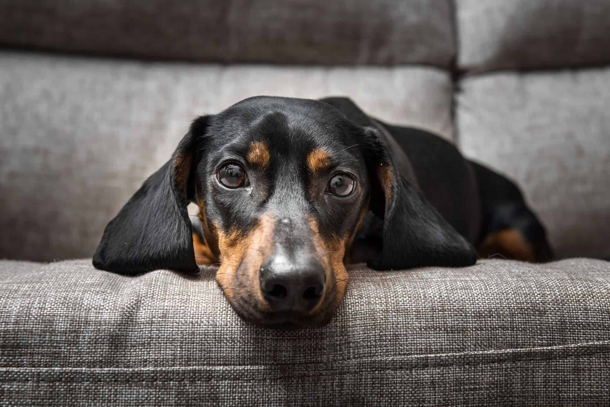 Signs your dog might be sick.