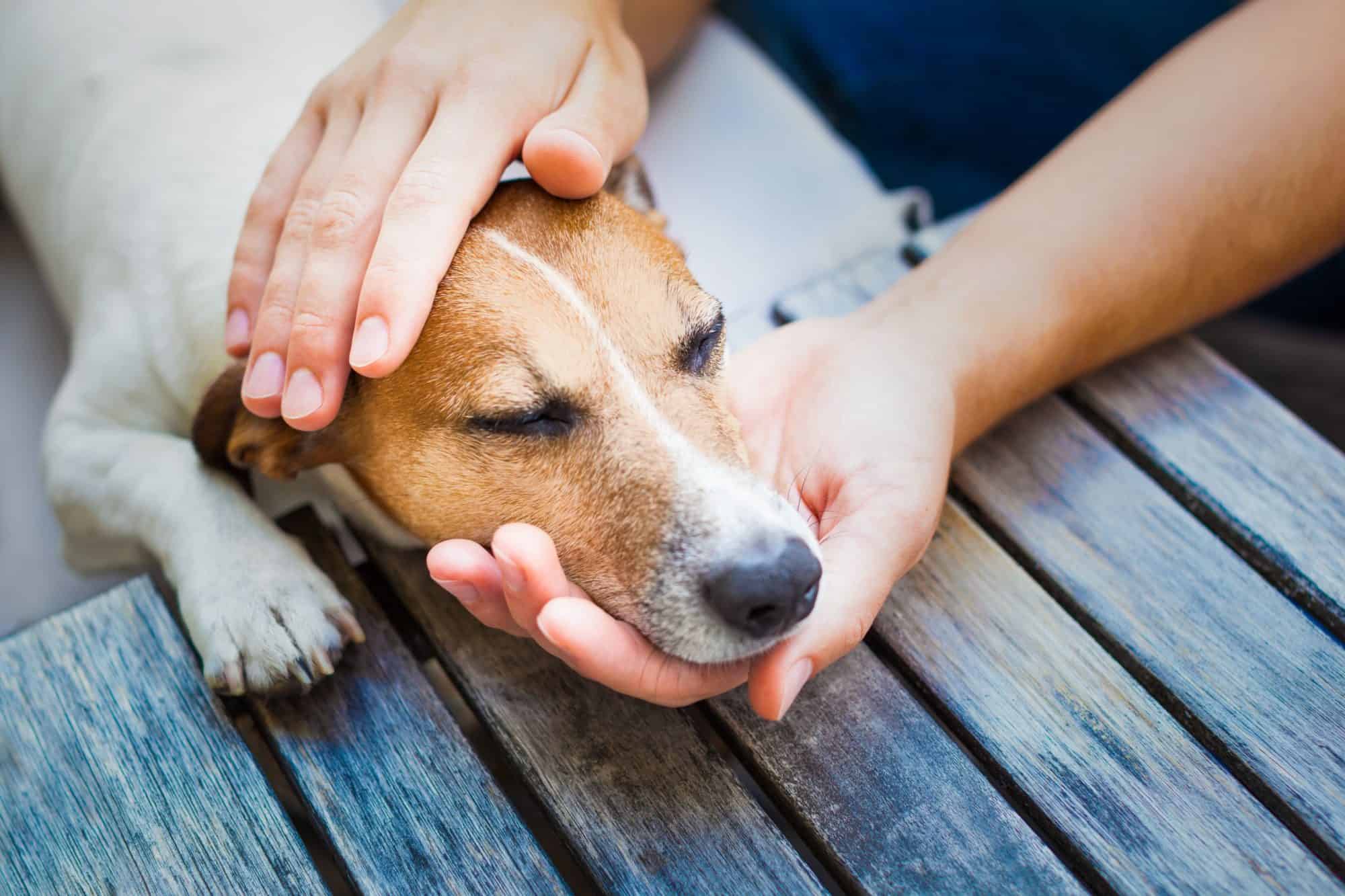 Caring for a sick pet.